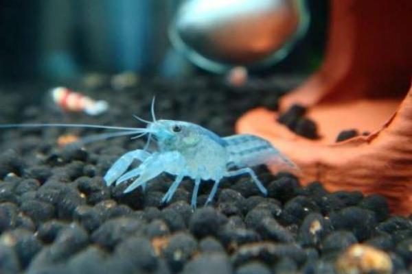 沼泽蓝虾养殖方法