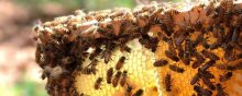 蜜蜂养殖技术,养蜜蜂的技巧和方法