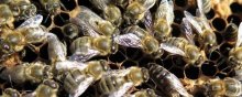 蜜蜂白垩病防治妙招,蜜蜂白垩病怎样根治