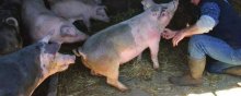 母猪感染非洲猪瘟的症状,母猪感染流感什么症状