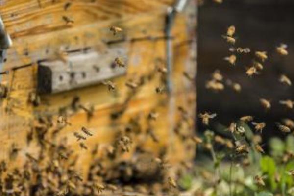 蜜蜂养殖技巧