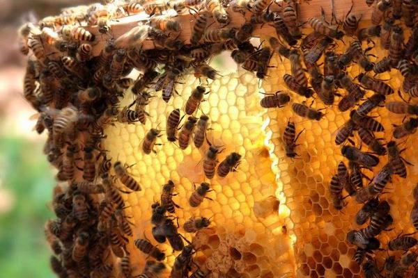 蜜蜂养殖技巧
