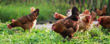 鸡的养殖技术和鸡病防治,养鸡技术专业知识大全