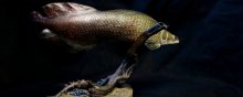 巨骨舌鱼养殖方法,巨骨舌鱼生活习性和繁殖习性