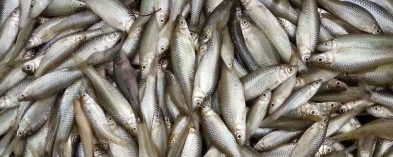 麦穗鱼高密度养殖