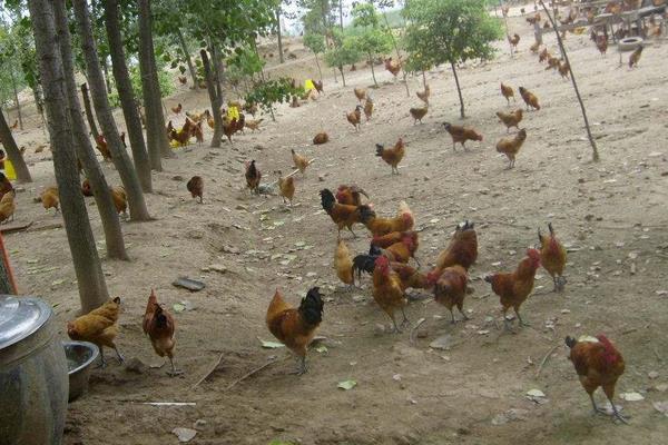 土鸡养殖技术及鸡场建设方案