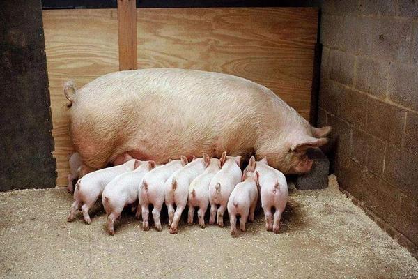 怀孕母猪可以打猪瘟疫苗吗