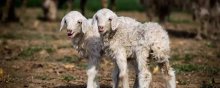 母羊一年两胎的方法,羊一年产两胎方法