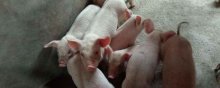 猪人工授精的技术要点,人工授精猪场公母猪比例