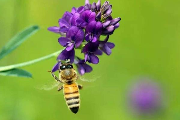 蜜蜂的养殖技术