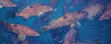 石斑鱼养殖技术和环境,石斑鱼养殖成本与利润分析