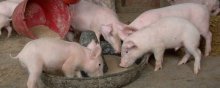 养猪的基本知识,哺乳、保育、生长育肥各阶段的知识