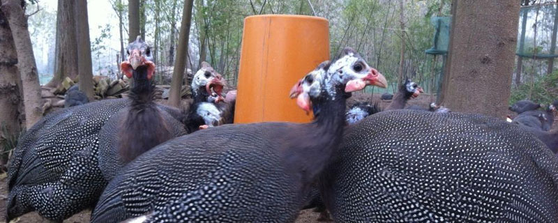 珍珠鸡的养殖方法，合理控制密度