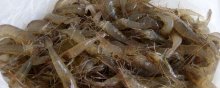 河虾的种类及图片大全,河虾有哪些品种