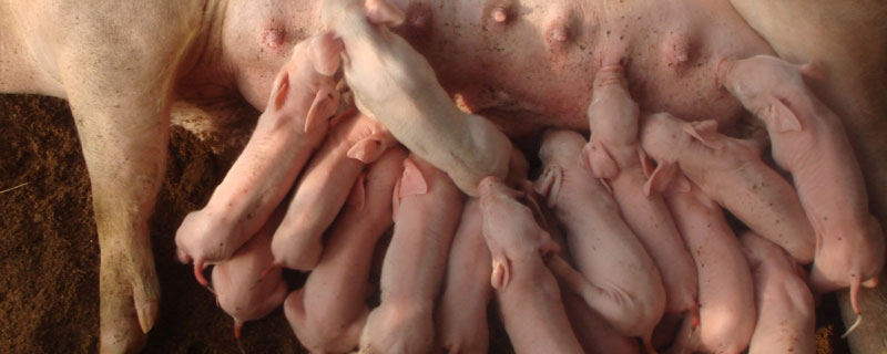 母猪吃小猪是怎么回事？多发生在初产母猪身上