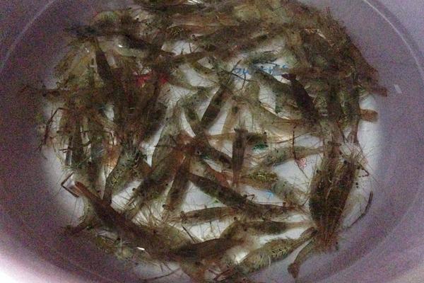 河虾养殖季节