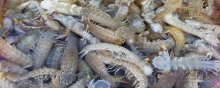 养皮皮虾水温怎么掌握,皮皮虾养殖温度专业解读