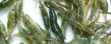 河虾养殖技术,河虾养殖水质要求