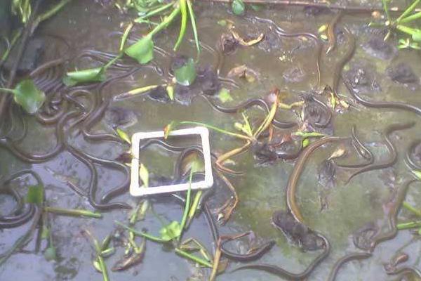 新挖池塘可以养黄鳝吗