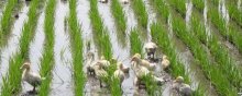 稻田养鸭一亩养几只鸭,稻田养鸭新技术