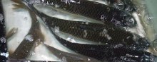 草鱼养殖周期是多少,6斤重的草鱼一般要养几年