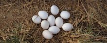 贵妃鸡养多久开始下蛋,贵妃鸡的产蛋期有几年