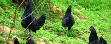 旧院黑鸡如何生态养殖,旧院黑鸡养殖技术