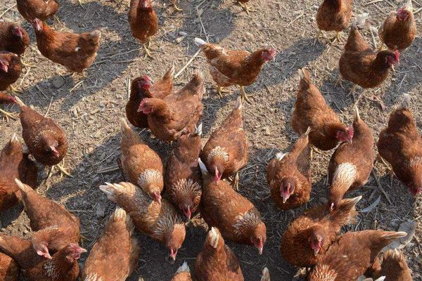 如何降低养鸡成本