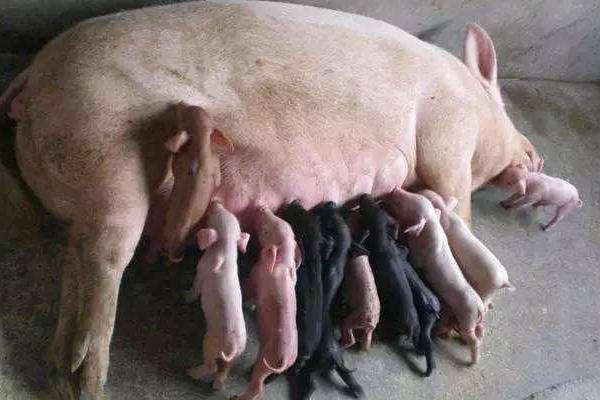 母猪怀孕多久生产