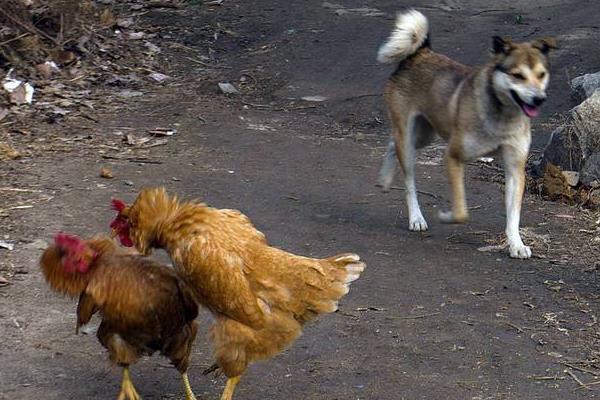 果园养鸡能用狗看吗