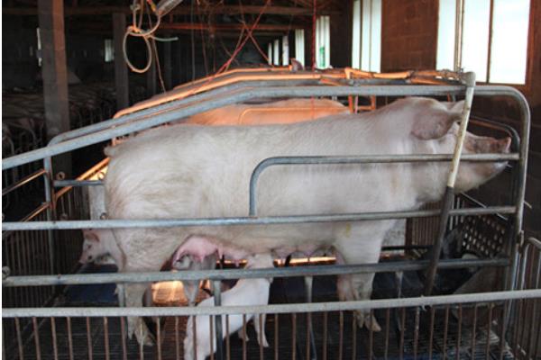 母猪养殖技术