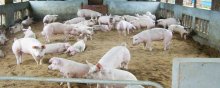 养猪发酵床怎么做,发酵床养猪制作方法
