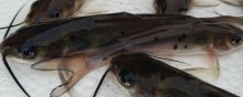 斑点叉尾鮰怎么养的,斑点叉尾鮰鱼高产养殖技术