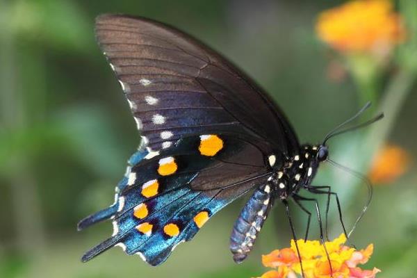 抓了一只蝴蝶怎么养 蝴蝶与蛾子的区别是什么