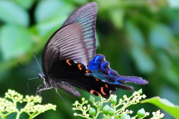 抓了一只蝴蝶怎么养 蝴蝶与蛾子的区别是什么