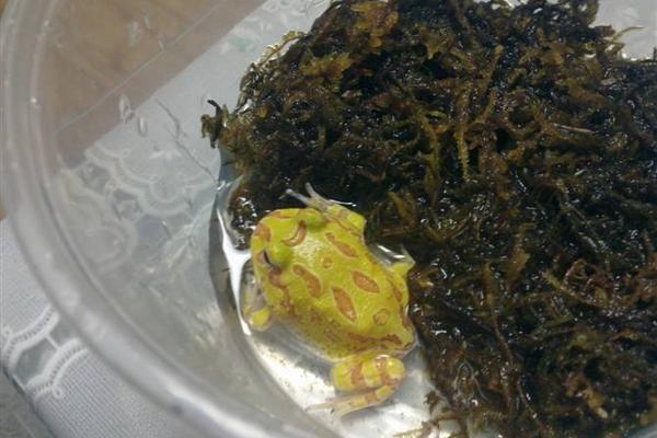 角蛙饲养箱怎么布置 角蛙养殖技术