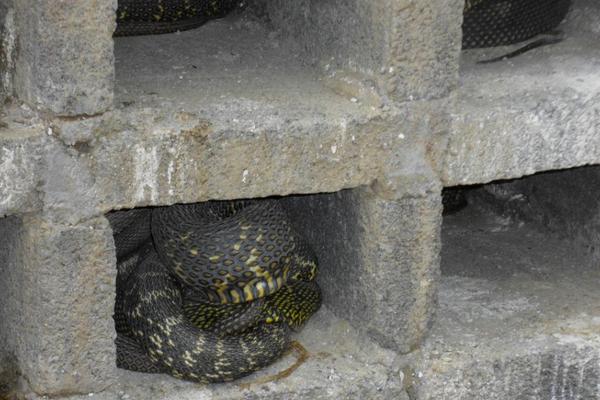 乌梢蛇的养殖技术 乌梢蛇养殖前景