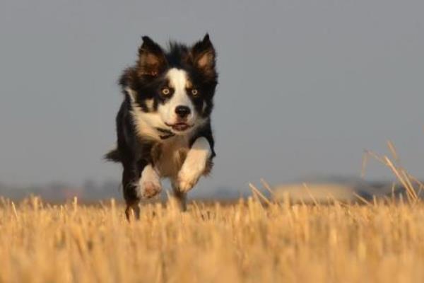 边境牧羊犬好养吗 边境牧羊犬怎样训练