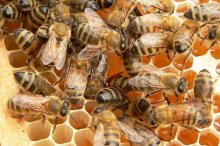 养蜂初学者需要注意的几个问题,蜜蜂快速繁殖技术