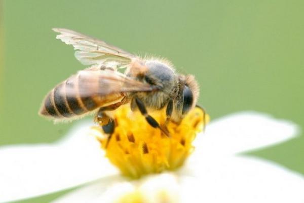 中蜂科学养殖技术 中蜂什么品种最好