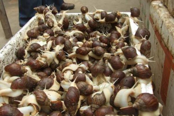 白玉蜗牛怎么养 白玉蜗牛吃什么
