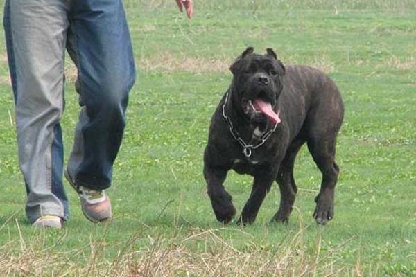 卡斯罗犬怎么训练 卡斯罗犬为什么剪耳朵