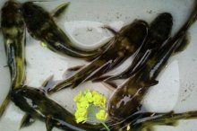 黄颡鱼怎么养殖技术,黄颡鱼池塘养殖技术