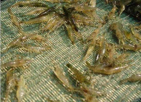 河虾怎么养 淡水河虾养殖技术