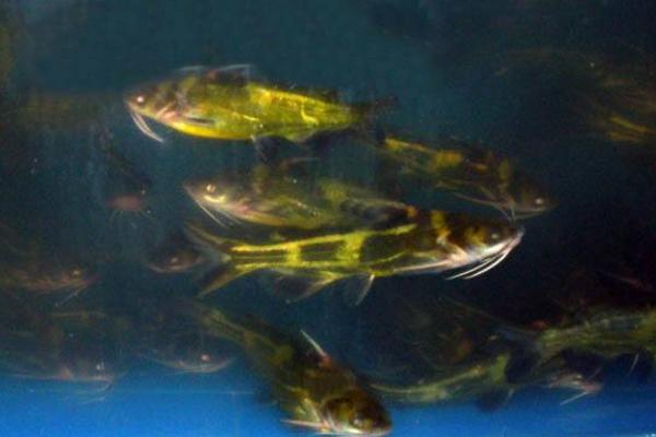 黄颡鱼怎么养 黄颡鱼的养殖技术