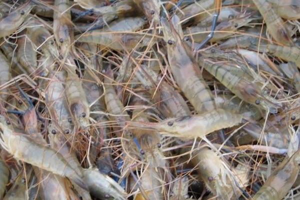 罗氏沼虾养殖技术 罗氏沼虾养殖每亩成本分析