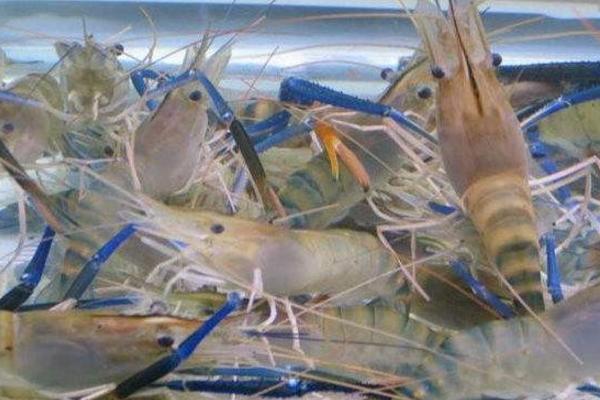 罗氏沼虾养殖技术 罗氏沼虾养殖每亩成本分析