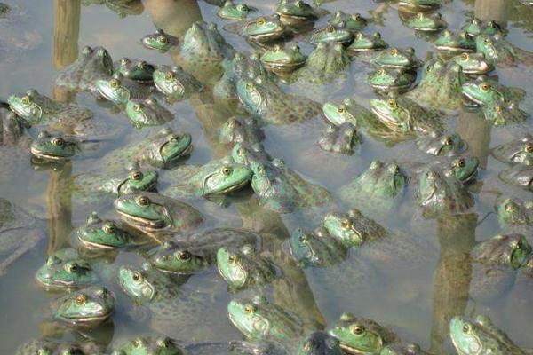 牛蛙养殖条件 牛蛙养殖有什么风险