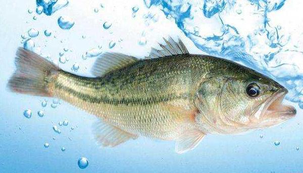 淡水鲈鱼养殖技术 鲈鱼养殖的水温条件