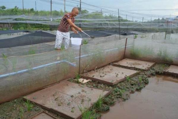 青蛙养殖技术及场地建造方法 青蛙养殖一亩要多少钱